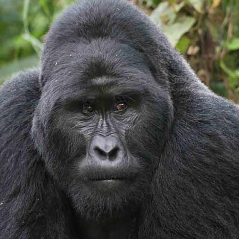 Горные гориллы Конго и сафари в Кении