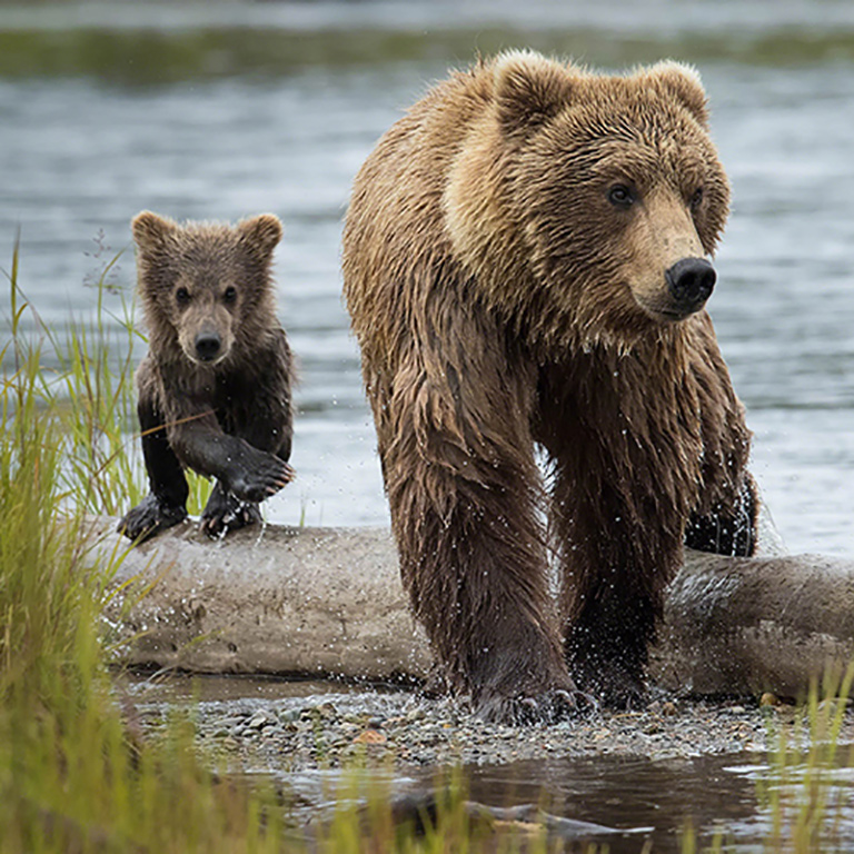 Аляска. Медвежье царство