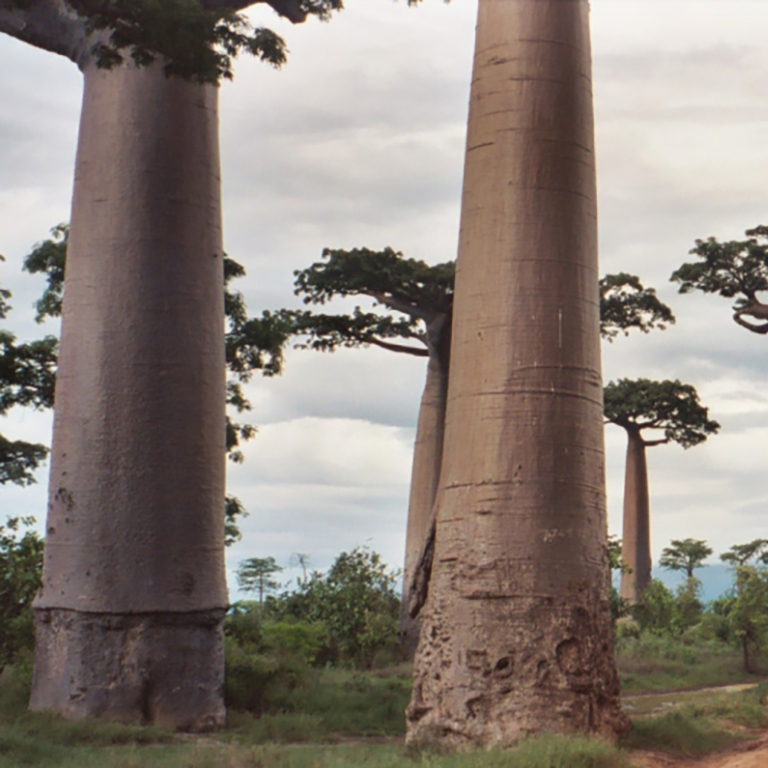 Тур на Мадагаскар: остров ручных сифаков