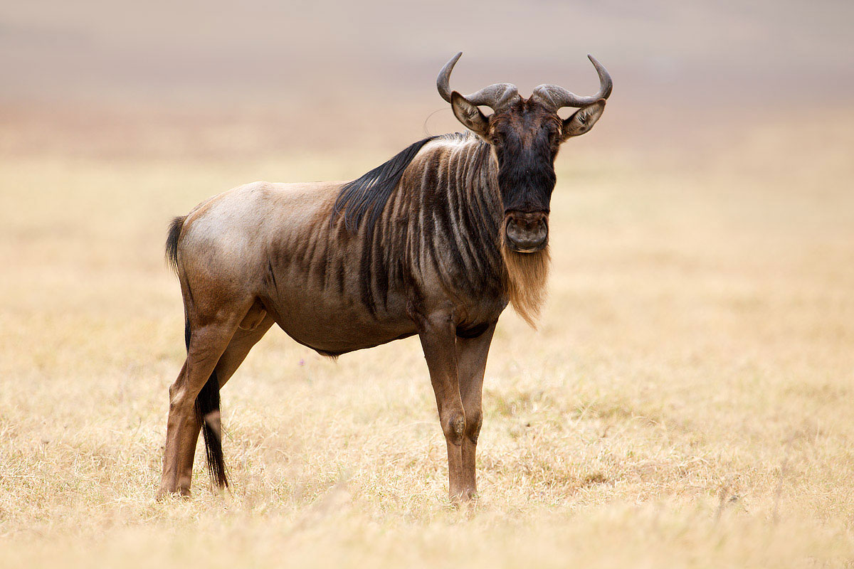 Большой гну. Антилопа гну. Животные саванны антилопа гну. Антилопа гну Танзания. Антилопа гну в Африке.